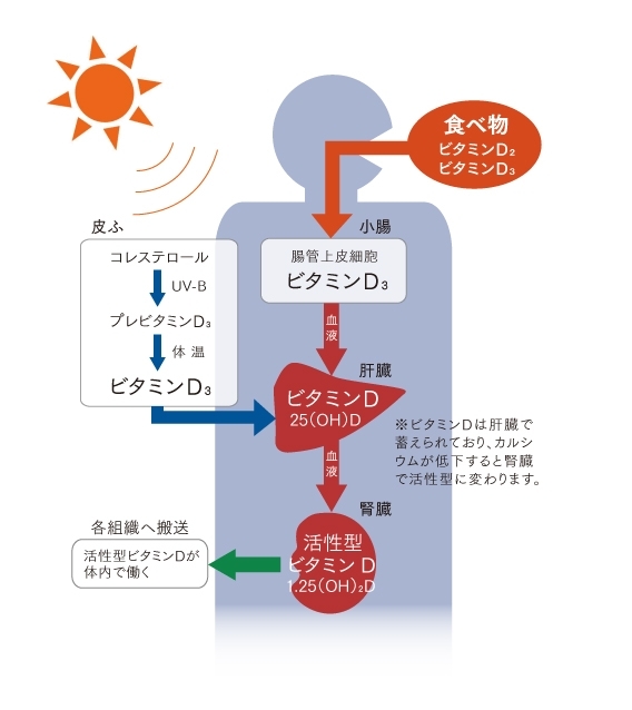 ブログ 不妊治療とアンチエイジング