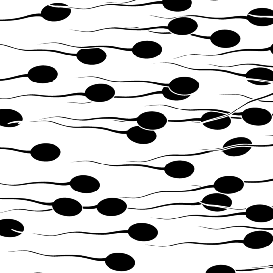 sperm_20171216